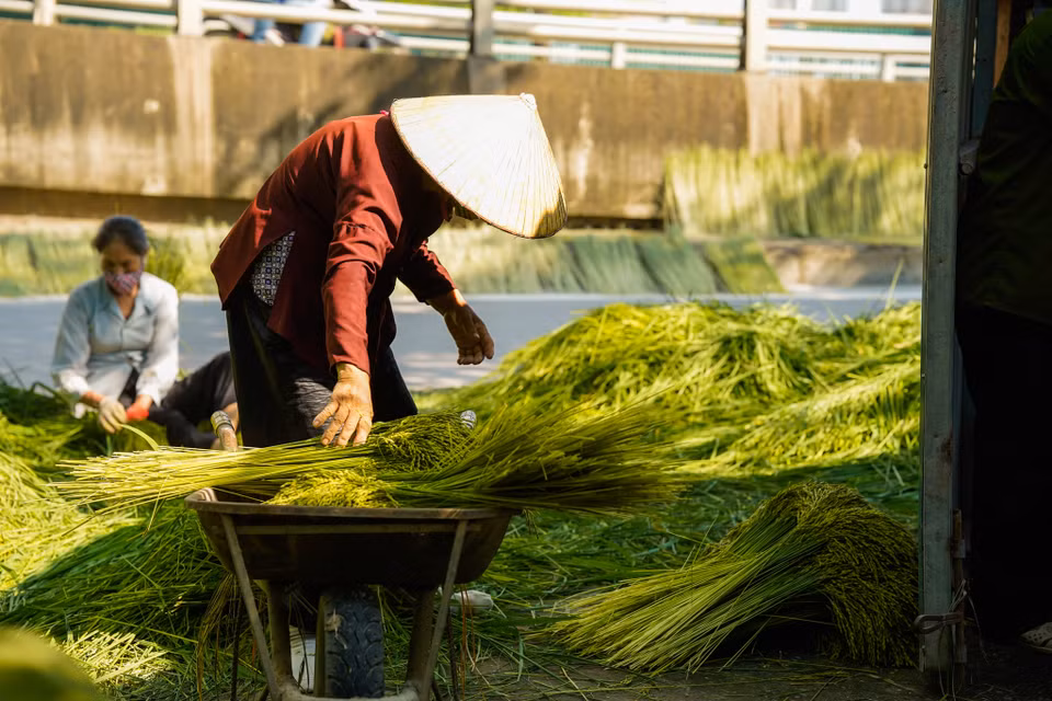 Từ đầu vụ, các hộ làm cốm đã phải tìm lúa giống từ các vùng như Mê Linh, Sóc Sơn, Vĩnh Phúc… và đặt nông dân trồng, chăm sóc, đến mùa thu hoạch sẽ mua lại.