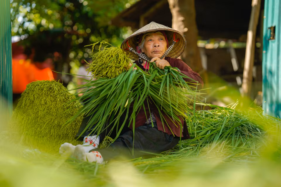 Sau gần 2 tháng tạm dừng sản xuất di giãn cách xã hội, làng nghề cốm Mễ Trì bắt đầu nhộn nhịp. (Ảnh: PV/Vietnam+)
