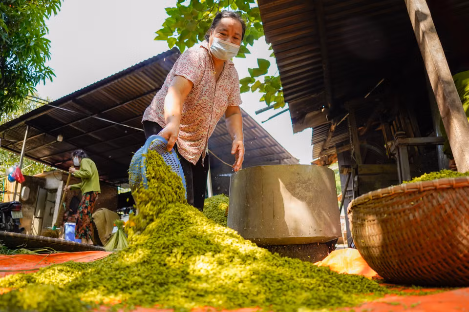 Hiện nay do diện tích đất trồng lúa của làng bị thu hẹp, không đủ phục vụ làm cốm, người làng Mễ Trì đã lấy lúa từ các địa phương lân cận về làm. (Ảnh: PV/Vietnam+)