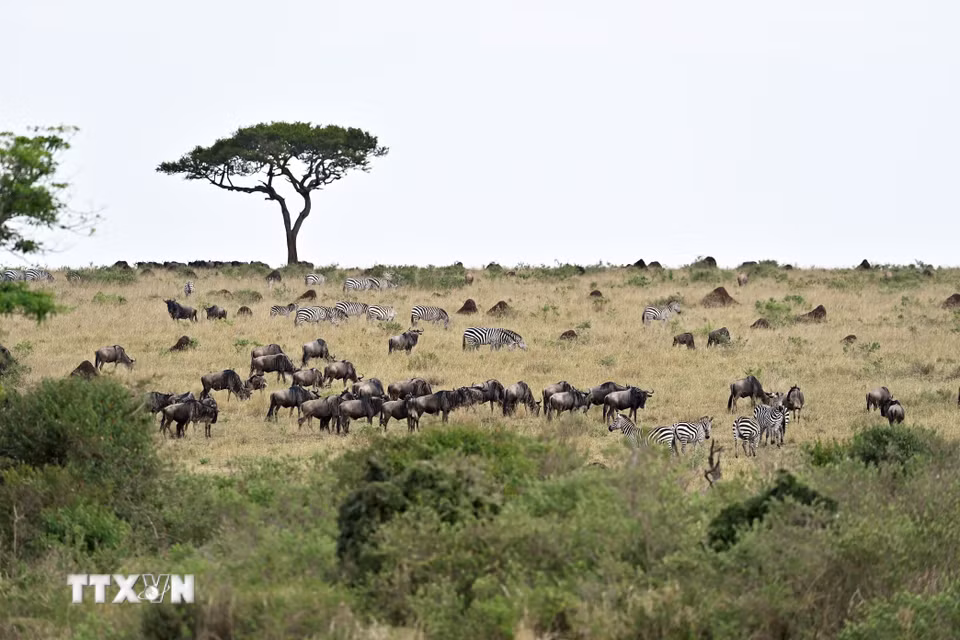 Linh dương đầu bò và ngựa vằn tại Khu bảo tồn quốc gia Maasai Mara, Kenya. (Ảnh: THX/TTXVN phát)