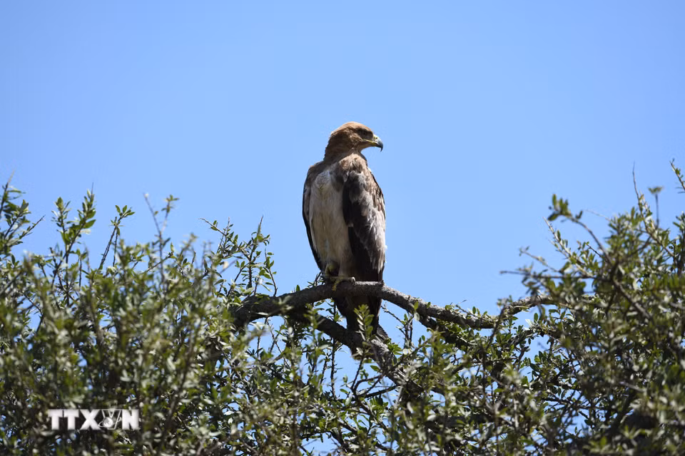 Đại bàng tại Khu bảo tồn quốc gia Maasai Mara, Kenya. (Ảnh: THX/TTXVN phát)
