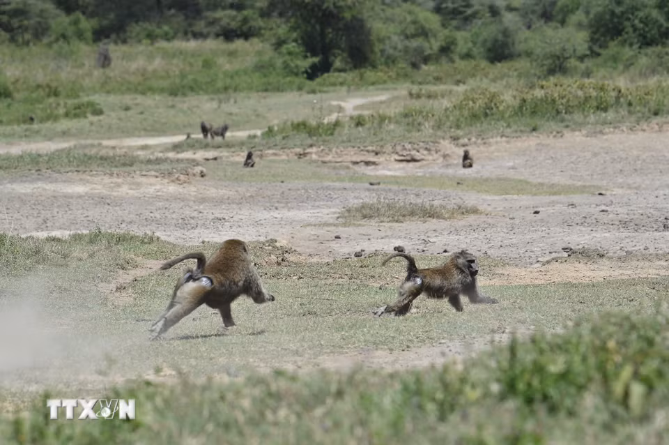 Khỉ đầu chó tại Công viên quốc gia hồ Nakuru, Kenya. (Ảnh: THX/TTXVN phát)