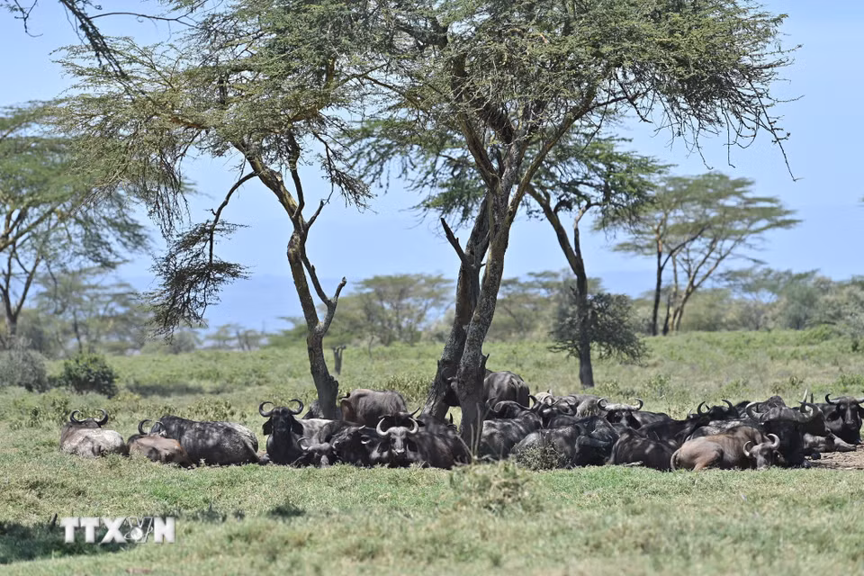 Đàn trâu rừng tại Vườn quốc gia Hồ Nakuru, hạt Nakuru, Kenya, ngày 26/8/2026. (Ảnh: THX/TTXVN phát)