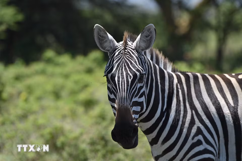 Ngựa vằn tại Công viên quốc gia hồ Nakuru, Kenya. (Ảnh: THX/TTXVN phát)