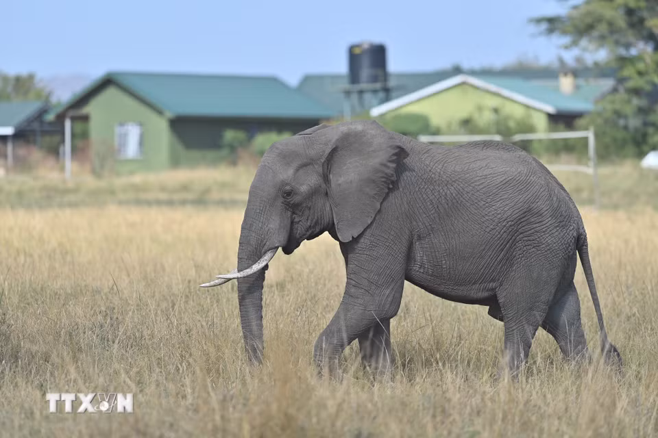 Voi tại Khu bảo tồn quốc gia Maasai Mara, Kenya. (Ảnh: THX/TTXVN phát)