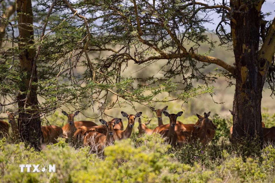 Linh dương tại Công viên quốc gia hồ Nakuru, Kenya. (Ảnh: THX/TTXVN phát)