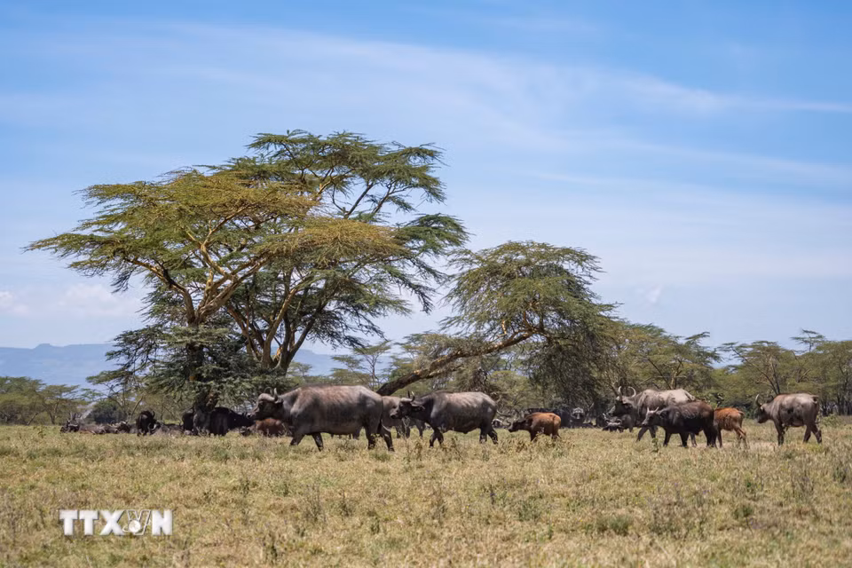 Đàn trâu rừng tại Công viên quốc gia hồ Nakuru, Kenya. (Ảnh: THX/TTXVN phát)