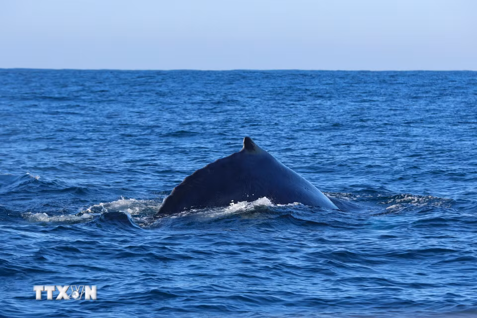 Cá voi lưng gù tại vùng biển ngoài khơi Durban, Nam Phi. (Ảnh: THX/TTXVN phát)