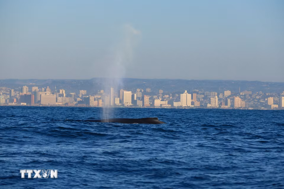 Cá voi lưng gù tại vùng biển ngoài khơi Durban, Nam Phi. (Ảnh: THX/TTXVN phát)