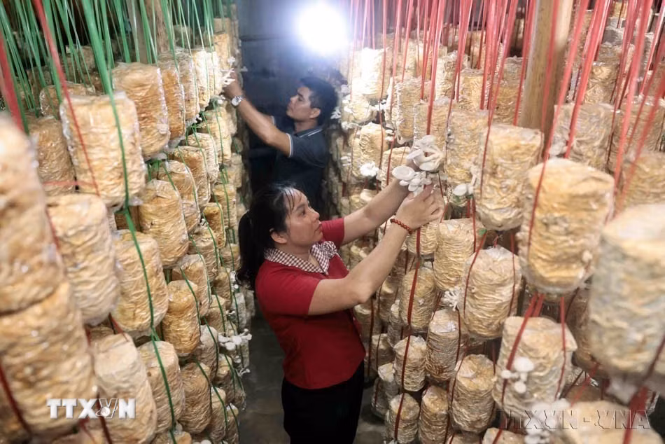 Gia đình chị Hoàng Thị Hiền, dân tộc Tày ở Tuyên Quang phát triển kinh tế, nâng cao thu nhập cho gia đình nhờ tiếp cận vốn từ Dự án “Nâng cao quyền năng kinh tế cho phụ nữ Việt Nam” (AWEEV) do Bộ Các vấn đề toàn cầu và Chính phủ Canada tài trợ thông qua Tổ chức CARE Quốc tế. (Ảnh: Trần Việt/TTXVN)