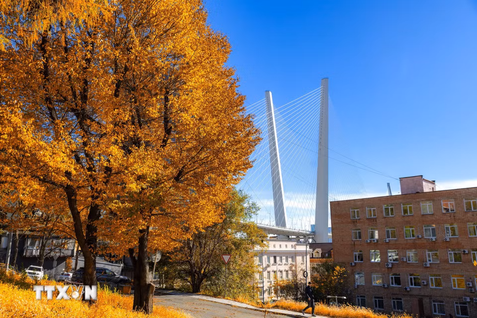 Bức tranh mùa Thu vàng tại Vladivostok, Nga. (Ảnh: THX/TTXVN phát)