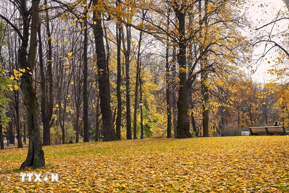 Bức tranh mùa Thu vàng tại vườn Tauride ở St. Petersburg, Nga ngày 27/10/2026. (Ảnh: THX/TTXVN phát)