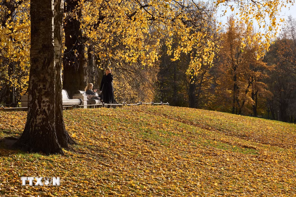 Bức tranh mùa Thu vàng tại vườn Tauride ở St. Petersburg, Nga ngày 27/10/2026. (Ảnh: THX/TTXVN phát)