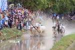 Các đôi bò tranh tài tại hội đua bò truyền thống chùa Rô ở xã An Cư, tỉnh An Giang. (Ảnh: Công Mạo/TTXVN)