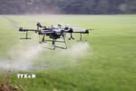 Nông dân An Giang sử dụng drone phân xịt thuốc giúp tiết kiệm chi phí, công sức và thời gian. (Ảnh minh họa: Công Mạo-TTXVN)