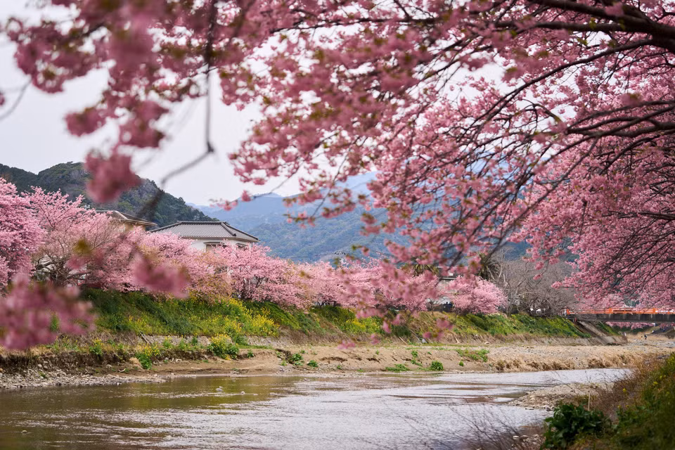 Trong tiết xuân tháng Ba và tháng Tư, hoa anh đào bắt đầu khoe sắc ở nhiều quốc gia trên thế giới. Tiết trời se se lạnh, những cánh hoa mỏng manh đua nhau nở rộ, tạo ra khung cảnh đẹp như tranh vẽ. Ảnh: Du khách chiêm ngưỡng vẻ đẹp quyến rũ của hoa anh đào tại Kawazu, tỉnh Shizuoka (Nhật Bản). (Ảnh: THX/TTXVN)