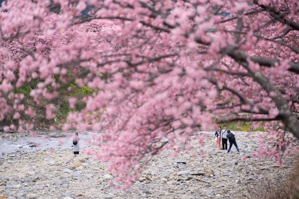 Trong tiết xuân tháng Ba và tháng Tư, hoa anh đào bắt đầu khoe sắc ở nhiều quốc gia trên thế giới. Tiết trời se se lạnh, những cánh hoa mỏng manh đua nhau nở rộ, tạo ra khung cảnh đẹp như tranh vẽ. Ảnh: Du khách chiêm ngưỡng vẻ đẹp quyến rũ của hoa anh đào tại Kawazu, tỉnh Shizuoka (Nhật Bản). (Ảnh: THX/TTXVN)