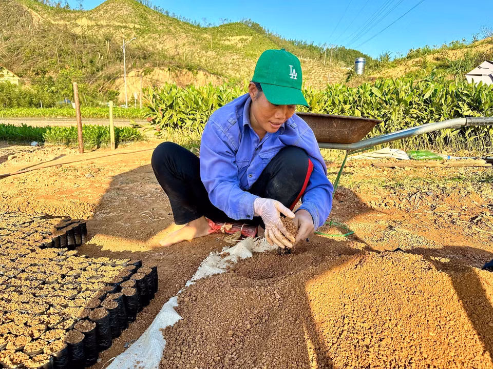 Các vườn ươm tập trung phải thuê thêm nhân công, tăng thời gian làm việc để khẩn trương ươm số lượng lớn cây keo giống đảm bảo cho mùa trồng rừng tới. (Ảnh: Thanh Vân/TTXVN)