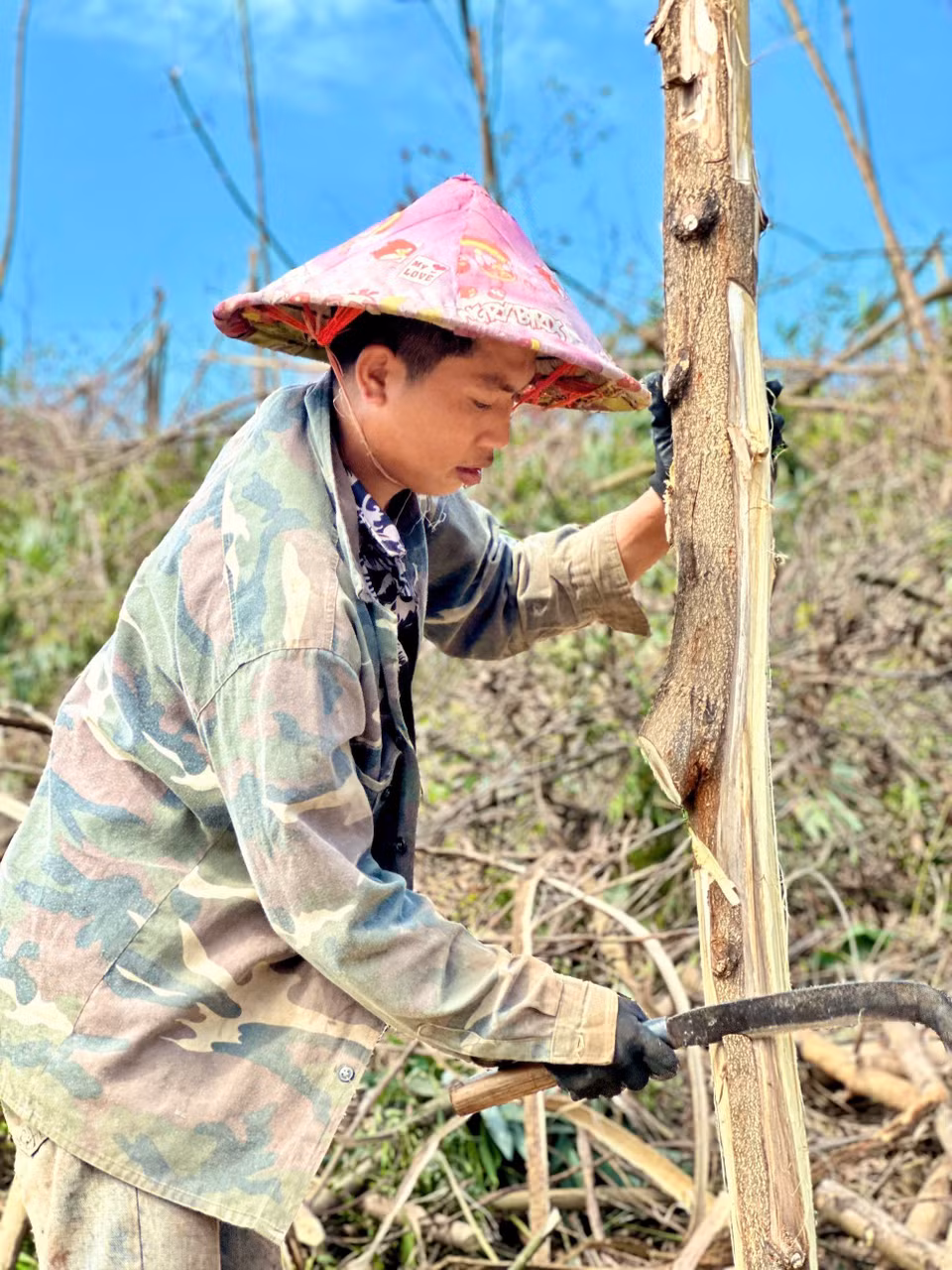 Nhiều cây gỗ chừng 3-4 năm tuổi chỉ có thể tận dụng làm củi. (Ảnh: Thanh Vân/TTXVN)