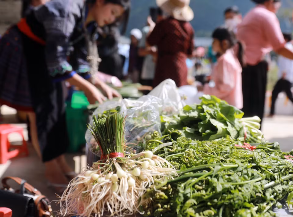 Những mặt hàng nông sản chỉ có ở Tây Bắc như rau dớn, rau tiêu rừng, rau cải Mèo. (Ảnh: Quý Trung/TTXVN)