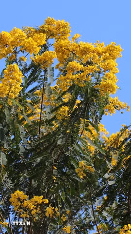 Hoa phượng vàng nở rộ trên cầu treo Đắk R’Tih (phường Nam Gia Nghĩa, tỉnh Lâm Đồng). (Ảnh: Nguyễn Huy Thành/TTXVN)