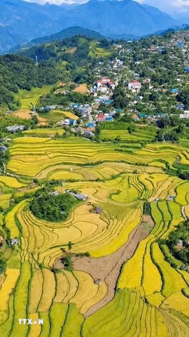 Khung cảnh ruộng bậc thang Tả Lèng, xã Tả Lèng, Lai Châu vào mùa lúa chín. (Ảnh: Nguyễn Oanh/TTXVN).