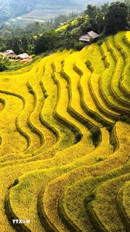 Những đường cong ruộng bậc thang rực vàng trong nắng thu. (Ảnh: Minh Tâm/TTXVN)