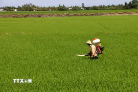 Chăm sóc lúa tại Cần Thơ. (Ảnh: Duy Khương/TTXVN)