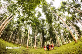 Khu rừng gỗ mỡ được trồng tập trung, góp phần bảo vệ môi trường sinh thái và tạo sinh kế ổn định cho người dân. (Ảnh minh họa: PV/Vietnam+)