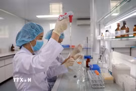 Nghiên cứu viên tại Viện Vắc xin và Sinh phẩm Y tế-Bộ Y tế (trụ sở tại tỉnh Khánh Hòa) nghiên cứu, kiểm định vaccine. (Ảnh: Xuân Triệu/TTXVN)