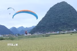 Trải nghiệm bay dù lượn trên cánh đồng lúa Bắc Sơn. (Ảnh: Anh Tuấn/TTXVN)