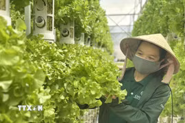Những nhánh rau sạch tại nông trại Công ty Orla (vốn đầu tư và công nghệ Australia) ở xã Đạ Sar, huyện Lạc Dương, tỉnh Lâm Đồng. (Ảnh: Việt Đức/TTXVN)