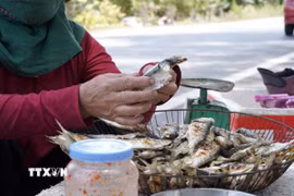 Nghề nướng cá trích không chỉ giúp tạo công ăn việc làm, thu nhập cho bà con vùng biển mà còn góp phần quảng bá đặc sản quê hương. (Ảnh: Thanh Thủy/TTXVN)