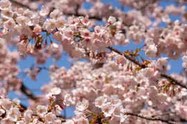 Lễ hội ngắm hoa anh đào tại Tokyo
