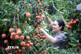 Bắc Giang có 29.700 ha vải thiều; trong đó vải sớm 8.000ha, chiếm 27% diện tích, còn lại là vải chính vụ. (Ảnh: Đồng Thúy/TTXVN)