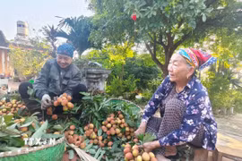 Nông dân Bắc Ninh thu hoạch vải thiều. (Ảnh: Thanh Thương/TTXVN)