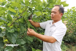 Anh Chu Đức Hưng (sinh năm 1981, dân tộc Tày, hiện là trưởng thôn 4B, xã Đạ Tẻh, tỉnh Lâm Đồng) là người có uy tín, gương mẫu trong các phong trào phát triển kinh tế-xã hội ở địa phương. (Ảnh: Nguyễn Huy Thành/Vietnam+)
