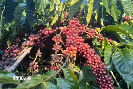(Ảnh: Hồng Điệp/TTXVN)