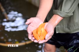Đến chiều 22 tháng Chạp, hầu như cá ở các ao ở Tân Cổ đã được bán hết, nhiều ao có cá to, đẹp đã cháy hàng từ sáng. (Ảnh: Hoa Mai/TTXVN)