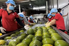 Khu sơ chế bưởi da xanh tại nhà máy Kim Thanh (xã Giao Long, tỉnh Vĩnh Long). (Ảnh: Huỳnh Phúc Hậu/TTXVN)