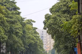 Hà Nội điều chỉnh mật độ cây hoa sữa. (Ảnh: Vietnam+)