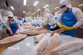 Phân loại, chế biến sản phẩm cá ngừ đại dương xuất khẩu. (Ảnh: Vũ Sinh/TTXVN)