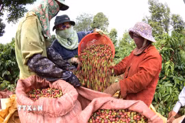 Thu hoạch càphê. (Ảnh: Vũ Sinh/TTXVN)