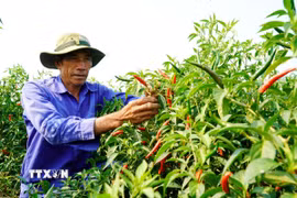Người trồng ớt xã An Phú thu hoạch cầm chừng chờ giá lên. (Ảnh: Lê Phước Ngọc/TTXVN)