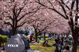 Người dân Tokyo thưởng thức vẻ đẹp của hoa anh đào dưới tiết trời ấm áp. (Ảnh: Xuân Giao/TTXVN)