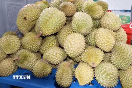 Sầu riêng hiện là ngành hàng chủ lực phục vụ xuất khẩu, mang lại thu nhập cao cho nhà vườn ở Đồng Tháp. (Ảnh: Hữu Chí/TTXVN)