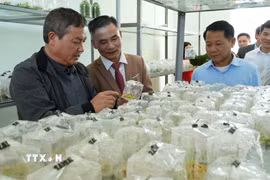 Các đại biểu tham quan Phòng cấy mô tế bào thực vật tại Trung tâm Đổi mới sáng tạo và Chuyển đổi số tỉnh Lai Châu. (Ảnh: Nguyễn Oanh/TTXVN)
