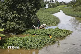 Lực lượng thủy lợi Thanh Hóa tập trung xử lý vật cản, tạo điều kiện cho dòng nước lưu thông, góp phần tiêu thoát nước tại các khu dân cư và diện tích sản xuất nông nghiệp bị ảnh hưởng bởi mưa lớn. (Ảnh: Khiếu Tư/TTXVN)