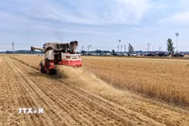 Siêu El Nino có thể gây cú sốc tăng giá lương thực toàn cầu đến năm 2028. (Ảnh minh họa: THX/TTXVN phát)