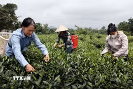 Nhiều hộ gia đình cung cấp chè búp cho HTX Hảo Đạt. (Ảnh: Trần Việt/TTXVN)